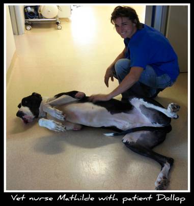 Howard Springs Veterinary Clinic - Internet Find 2