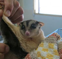 Maryborough Veterinary Surgery - Internet Find