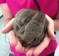 Long Jetty Vet Clinic - Internet Find