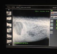 Green Point Veterinary Hospital - Internet Find