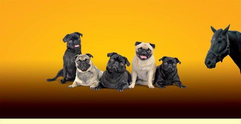 Lismore Central Veterinary Hospital - Internet Find 0