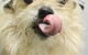 Lismore Central Veterinary Hospital - thumb 2