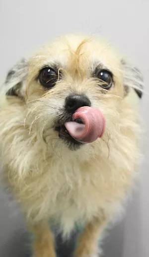 Lismore Central Veterinary Hospital - Internet Find 2
