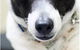 Lismore Central Veterinary Hospital - thumb 3