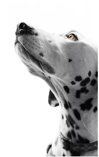 Lismore Central Veterinary Hospital - Internet Find 4