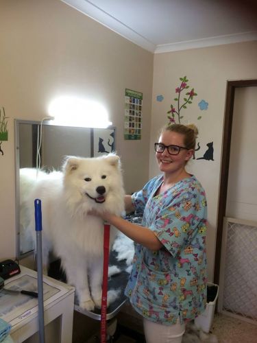 Eumundi Vet - Internet Find 2