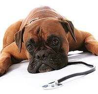 Great Lakes Veterinary Hospital - Internet Find