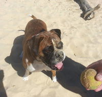 Diamond Beach Veterinary Clinic - Internet Find