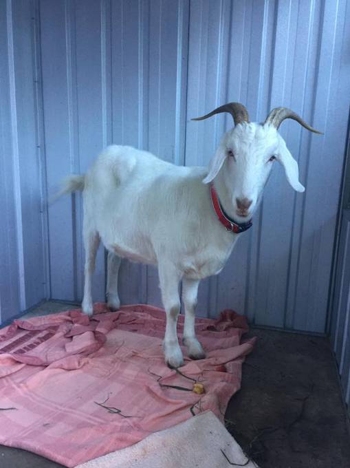 Austinmer NSW Internet Find
