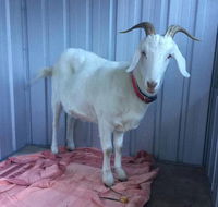 Austinmer Veterinary Hospital - Internet Find