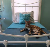 Cat Utopia Resort  SpaLuxury Cat Boarding - Internet Find