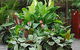 Total Gardens - thumb 0