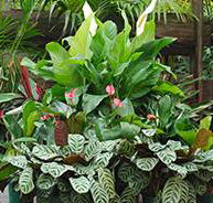 Total Gardens - Internet Find