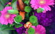 Freelance Flowers & Gifts - thumb 4
