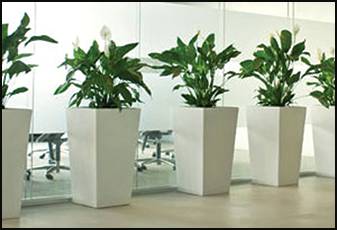 Living Green Indoor Plant Hire - Internet Find 0