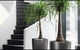Living Green Indoor Plant Hire - thumb 1