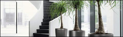 Living Green Indoor Plant Hire - Internet Find 1