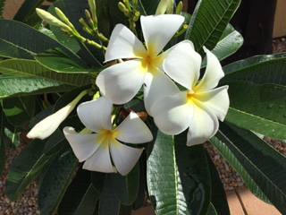 Calligan’s Nursery & Garden Centre - Internet Find 3