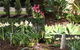 Teven Valley Tea Tree Mulch - thumb 3