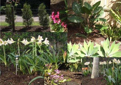 Teven Valley Tea Tree Mulch - Internet Find 3
