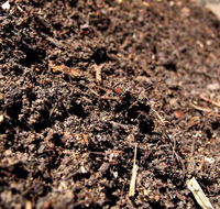 Earthborn Australia - Internet Find
