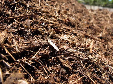 Earthborn Australia - Internet Find 1