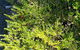 Murwillumbah Landscape Supplies - thumb 2
