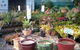 Murwillumbah Landscape Supplies - thumb 4