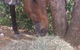Proserpine Rural - thumb 4