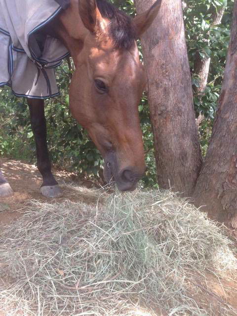 Proserpine Rural - Internet Find 4