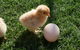 Farmyard Feeds Mackay - thumb 1