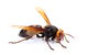 Nu-Style Carpets & Pest Control - thumb 1