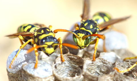 Nu-Style Carpets & Pest Control - Internet Find 2