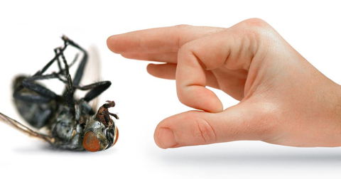 Nu-Style Carpets & Pest Control - Internet Find 4