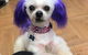 The Pet Parlour - thumb 1