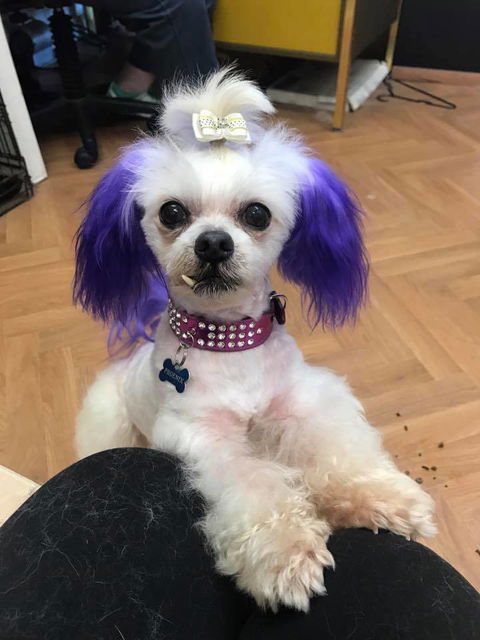 The Pet Parlour - Internet Find 1