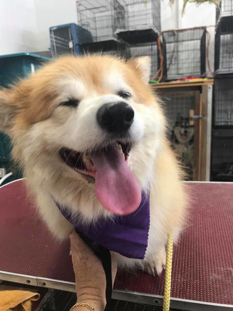 The Pet Parlour - Internet Find 2