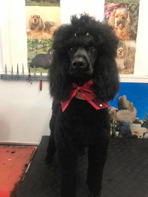 The Pet Parlour - Internet Find 3