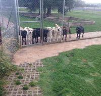Kiweli Kennels  Kattery - Internet Find