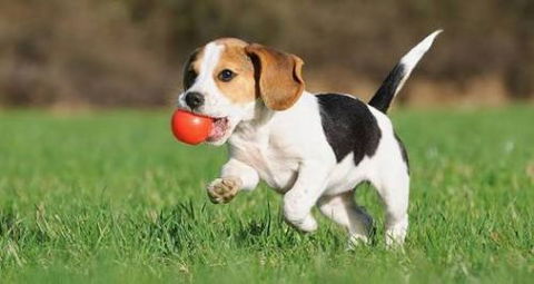 Burnett Mobile Vet - Internet Find 2