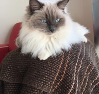 Purrrfect Coffs Cat BB - Internet Find