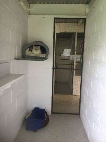 Kate’s Cat Motel - Internet Find 1