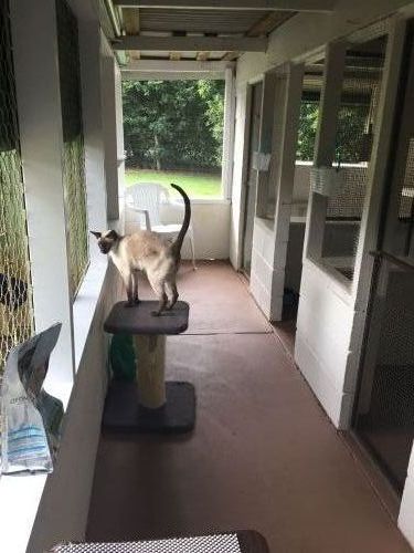 Kate’s Cat Motel - Internet Find 4