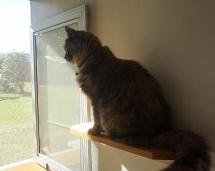 Whiskers On Braford Cattery - Internet Find 2