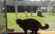 Whiskers On Braford Cattery - thumb 3