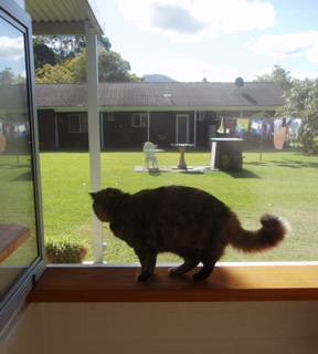 Whiskers On Braford Cattery - Internet Find 3