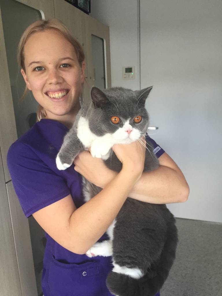 Cat Boarding Catteries Andergrove QLD Internet Find