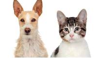 Dog Boarding Kennels Walkerston QLD Internet Find