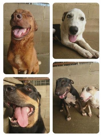 Dog Boarding Kennels Mackay QLD Internet Find