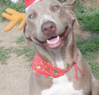 Hampden-Valley Kennels  Cattery - Internet Find